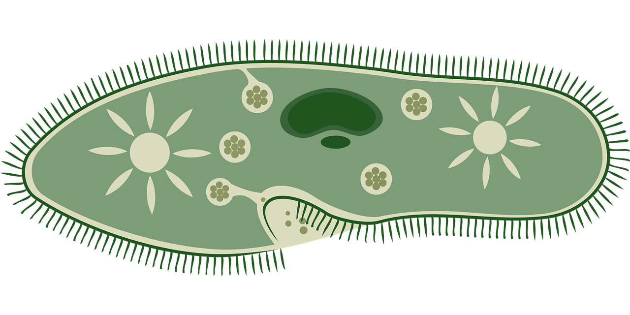 Microorganisms: Friend and Foe